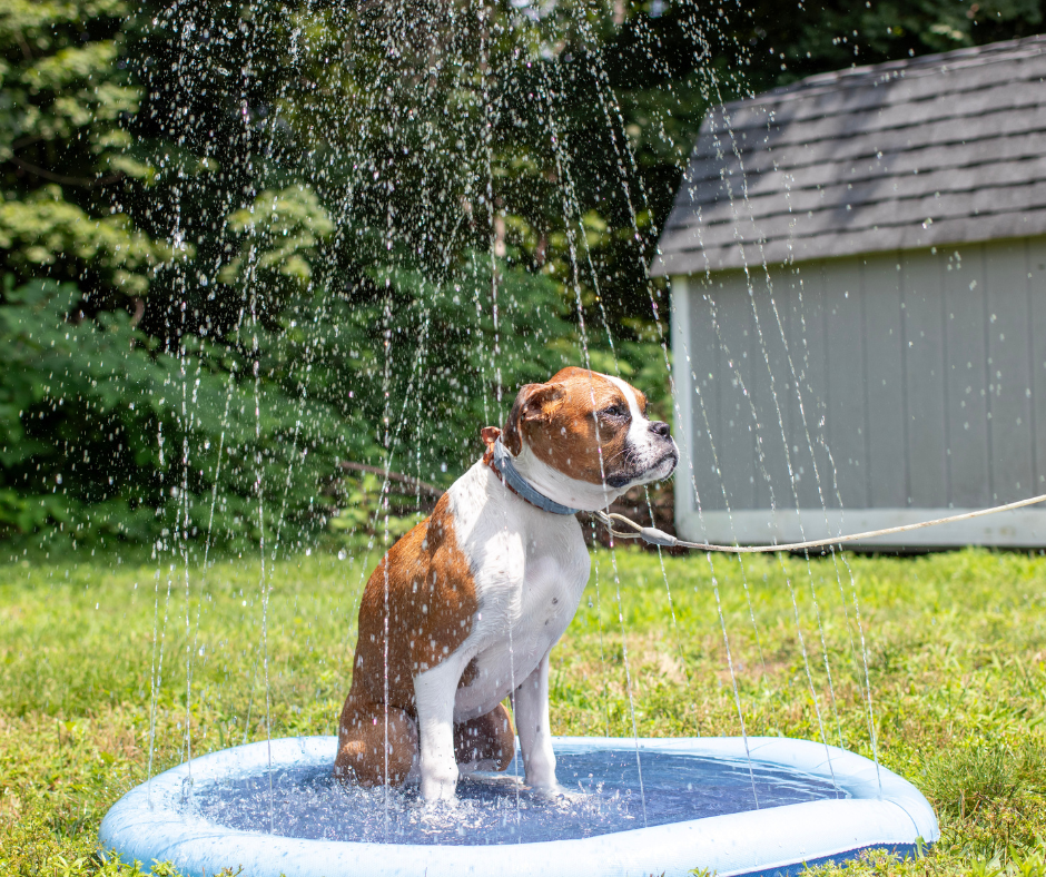 Dog Sprinkler Pad